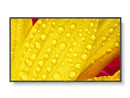 NEC Multisync 43" M431-2 Message Large Format Display
